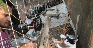 Balık ağına dolanan kedi kurtarıldı