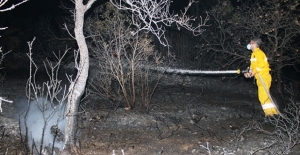 Balıkesir'de çıkan yangında zeytin ağaçları zarar gördü