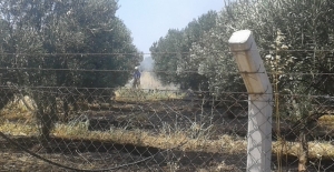 Burhaniye'de tarım arazisinde yangın