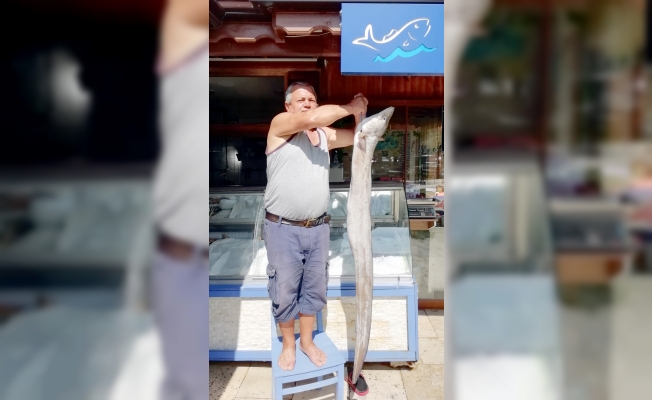 Karamürsel'deki balıkçıda satılan müren balığı ilgi görüyor