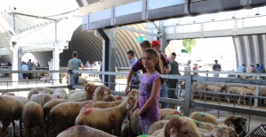 10 yaşındaki Elanur yetiştirdiği koyunları kurban pazarında satıyor