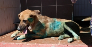 Kesici aletle yaralanan köpek tedaviye alındı