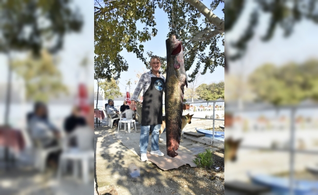 Balıkçının ağına 67 kilogramlık yayın balığı takıldı