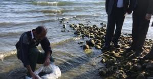 İznik Gölü'ne 6 bin yayın balığı bırakıldı