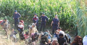 Mısır tarlasında saklanan 50 düzensiz göçmen yakalandı
