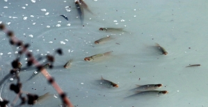 Teke Deresi'ndeki kirlilik nedeniyle balıklar su yüzeyine çıktı