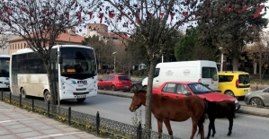 Edirne'de yola çıkan atlar sürücülere zor anlar yaşattı