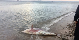Yalova'da yaklaşık 2 metrelik ölü orkinos sahile vurdu