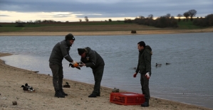 Kırklareli'nde kanatları kesilerek mühre olarak kullanılan ördekler korumaya alındı