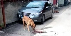 Otomobiliyle köpeği ezerek ölümüne neden olan sürücü hakkında adli süreç başlatıldı