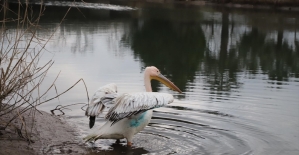 Yaralı pelikan “Avrupa'nın en büyük doğal yaşam parkı“nda tedavi edildi