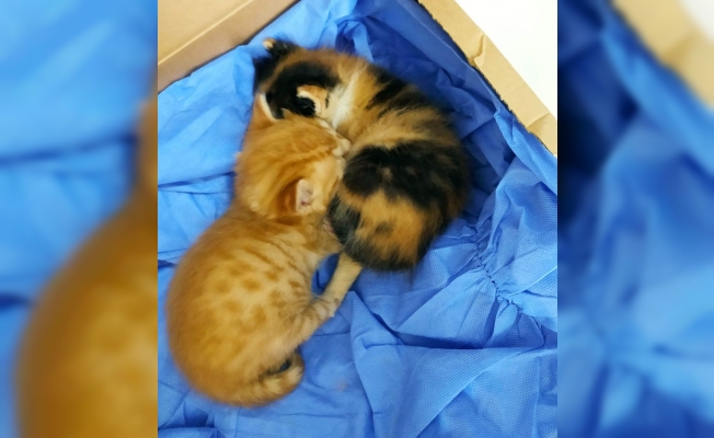 İzmirli anne kedi yavrularını doktora getirdi