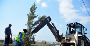 İzmir Aliağa'da yol kenarları ağaçlandırılıyor