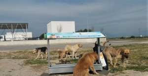 İzmir Bergama'da can dostlarının beslenme noktaları çoğalıyor