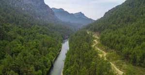 Muğla Sığla Ormanları'nın korunacak alanları yeniden belirlendi