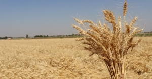 Belediyenin ektiği buğdaylar ekmeğe dönüşüyor