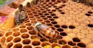 İklim değişikliği bal arılarını etkiledi!