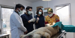 Bursa Osmangazi'de başıboş köpekler için örnek çalışma