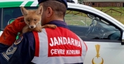 Jandarma, ailesinden ayrı yavru tilkiyi  doğaya kavuşturdu
