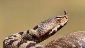 Başiskele'de boynuzlu engerek yılanı korkuttu